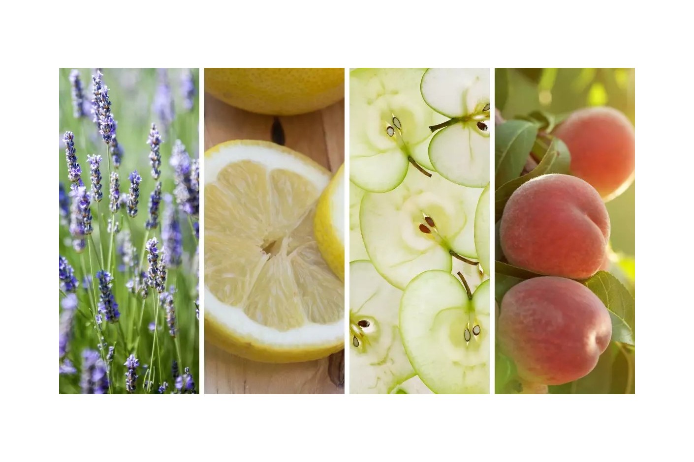 Guía de aromas para el hogar