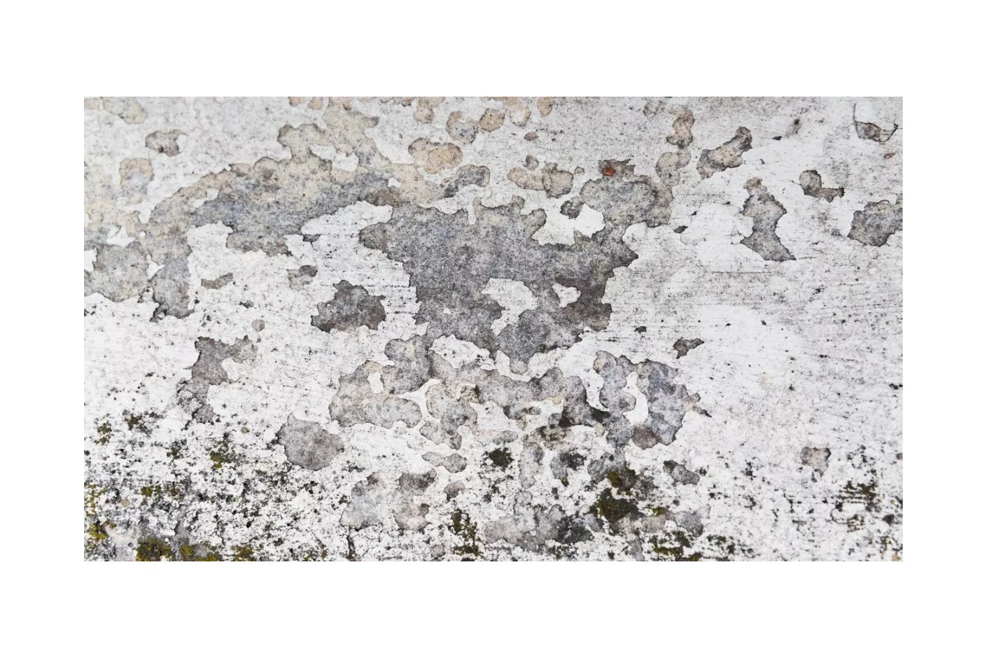 Los hongos de la humedad son perjudiciales para la salud