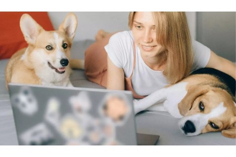 Como quitar el olor de mascotas (perros y gatos) de casa