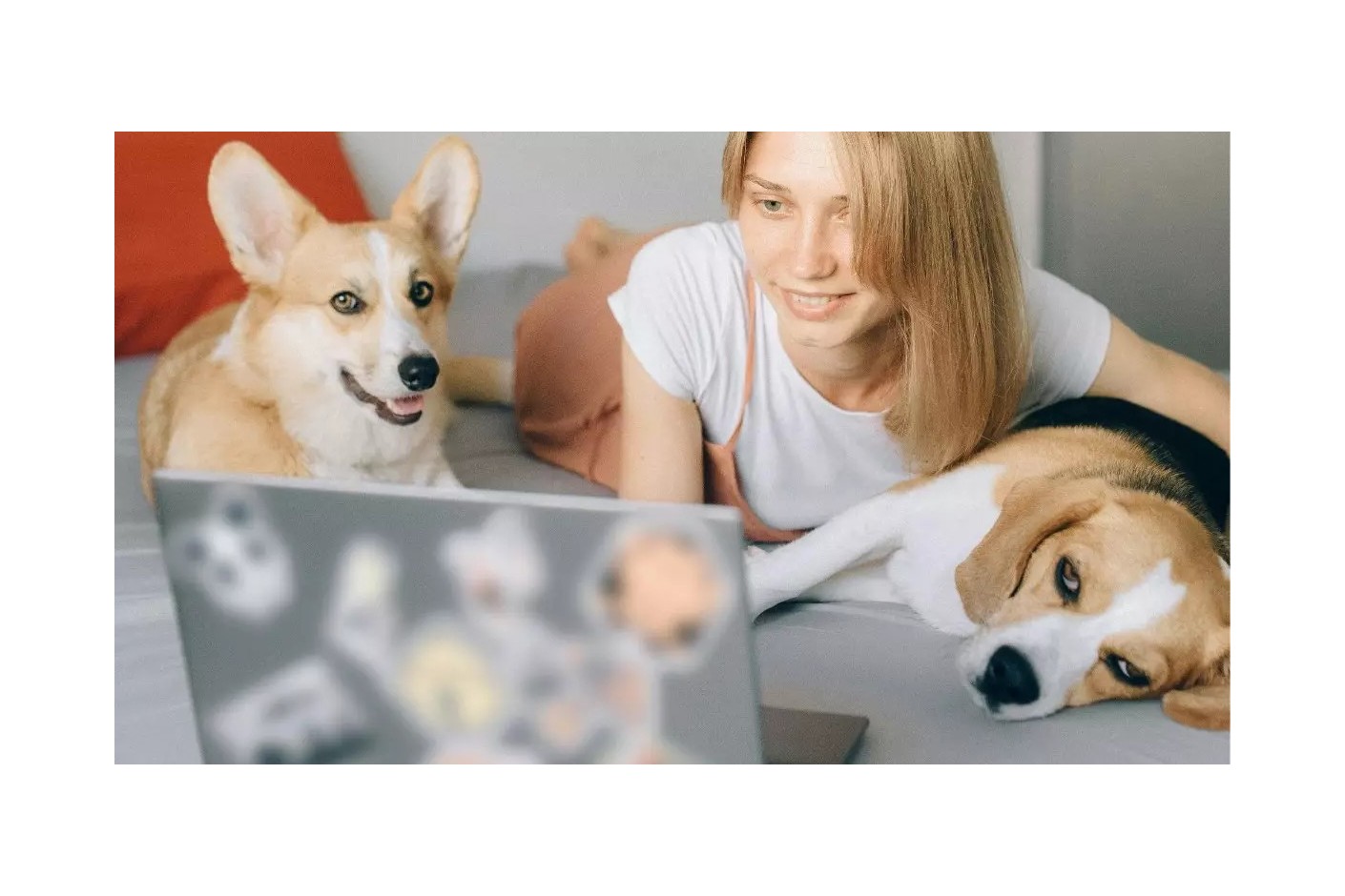 Como quitar el olor de mascotas (perros y gatos) de casa