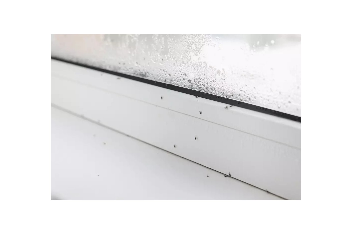 Cómo eliminar los ácaros de la humedad de tu hogar
