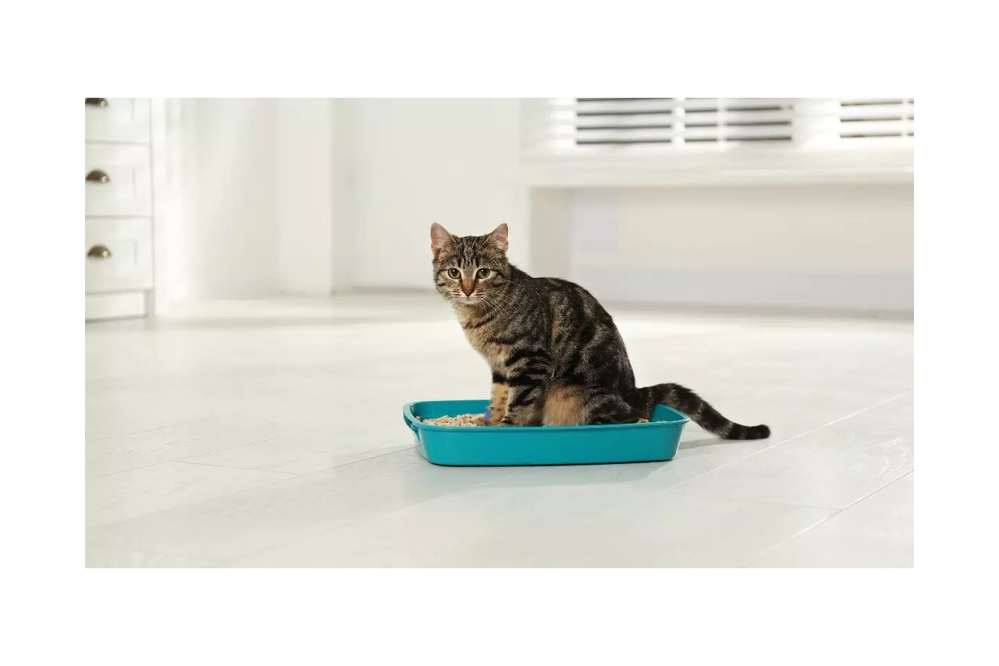 Cómo eliminar el mal olor del arenero: 6 consejos con neutralizadores de olores para gato